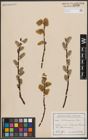 Foto von Salix caprea L.